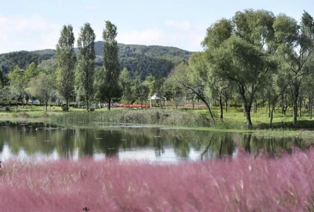 가평군 자라섬 꽃 페스타, 꽃으로 감사와 희망 전해