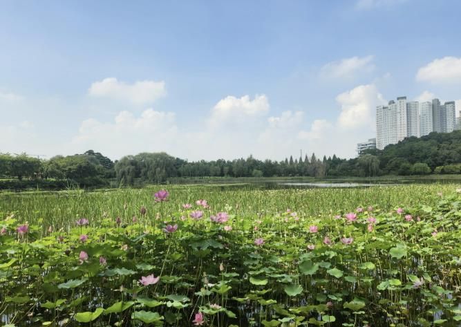 호수변에 연꽃을 식재한 일산호수공원 풍경