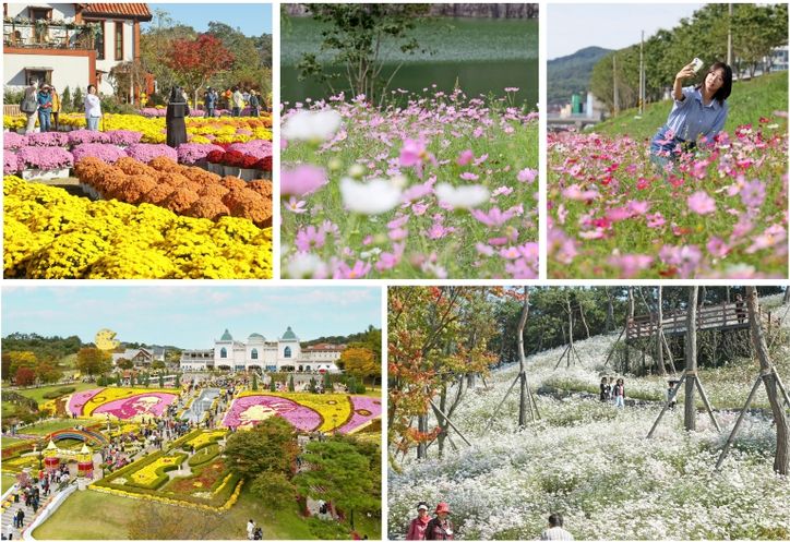 임실군, 가을 분위기 물씬…임실N가을꽃 향연
