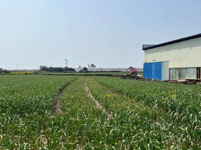 마늘 재배 포장 전경