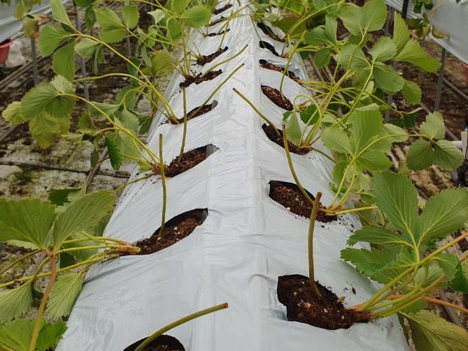 임실군, 명품 딸기 생산 관리 현장 컨설팅 강화