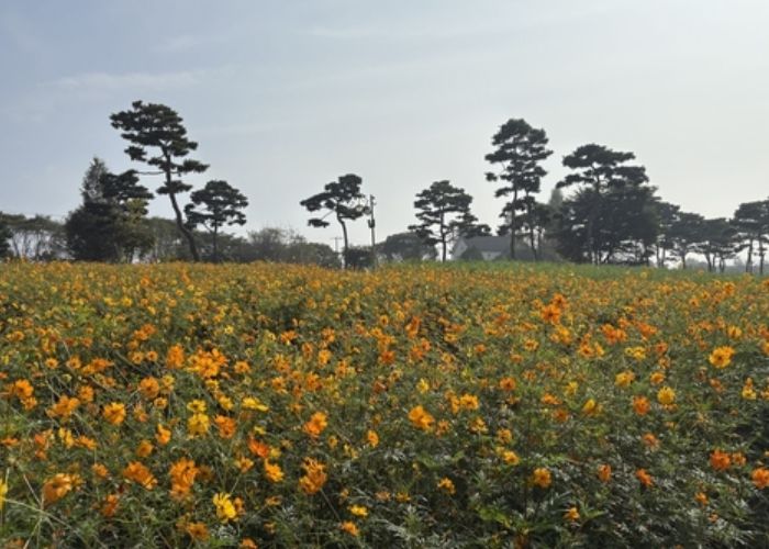 여주시, 금은모래강변공원 “황화코스모스 활짝”
