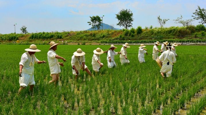용인특례시 향토무형유산으로 지정된 '백암농요' 논매기 모습