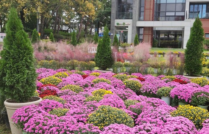 대전 중구, 가을 향기 가득한 서대전광장 꽃정원 조성 완료