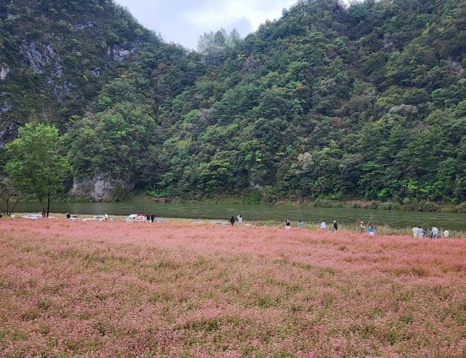 영월군 제6회 동강붉은메밀꽃축제