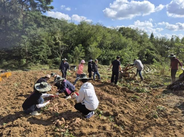 홍성군, 고구마 수확농가 일손 도와