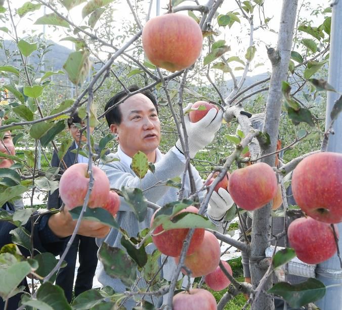 오산시, 자매도시 장수군서 ‘오산시민 장수 사과따기 체험행사’ 성황리 개최