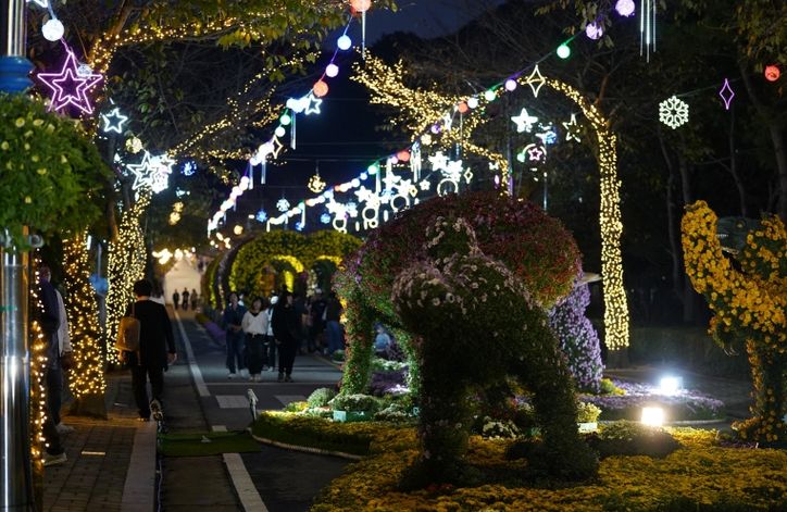 해남미남축제 즐길거리 (국화향연)