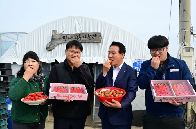 딸기 품종 혁신, ‘조이베리’로 문 열다