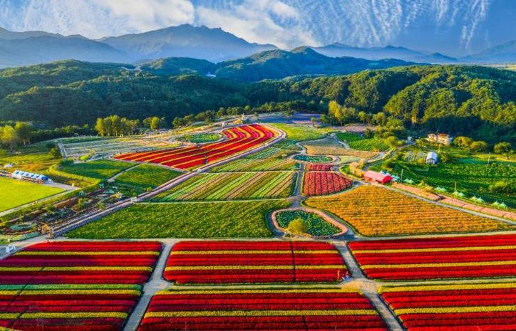 2025 가을, 고석정 꽃밭 화려한 계절의 마침표 찍다