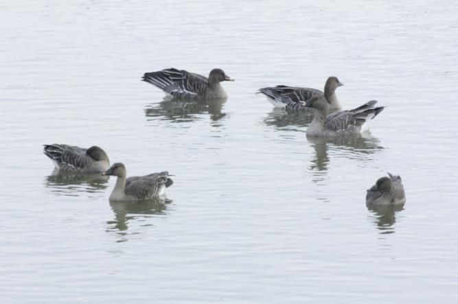 의왕 조류생태과학관, 멸종위기종‘큰기러기’왕송호수에 찾아와