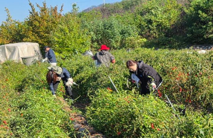 영덕군 농업정책과 직원들이 농촌 일손 돕기 봉사활동을 펼치고 있다.