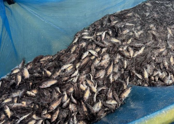 고갈 위기 연안 어장에 조피볼락 61만 마리추가 방류