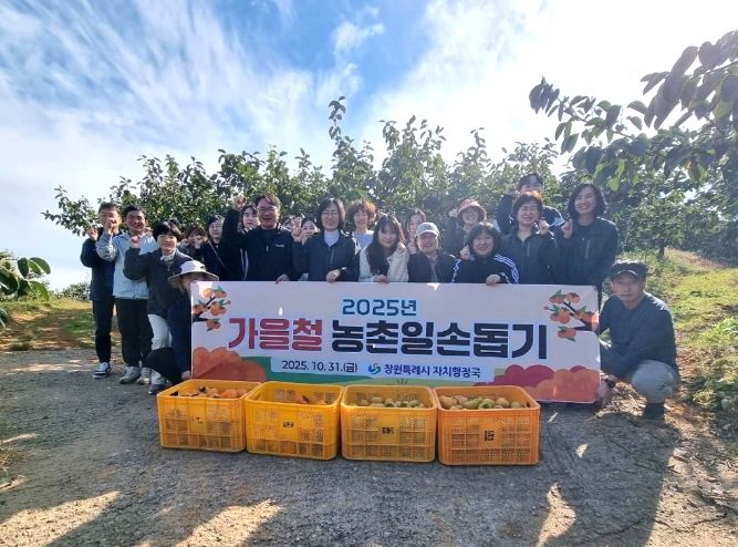 자치행정국 단감 수확 일손돕기