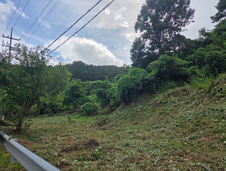 대전 서구 흑석동 일원 덩굴 분포 현장