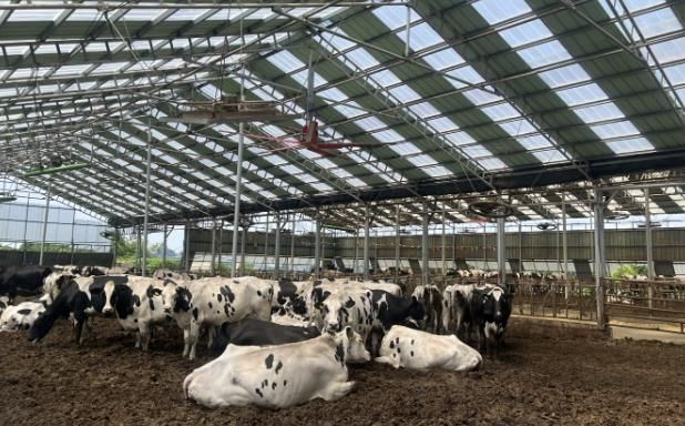 2025년 낙농육우산업 경쟁력 강화사업으로 대형환풍기 설비를 지원받은 축산농가 모습