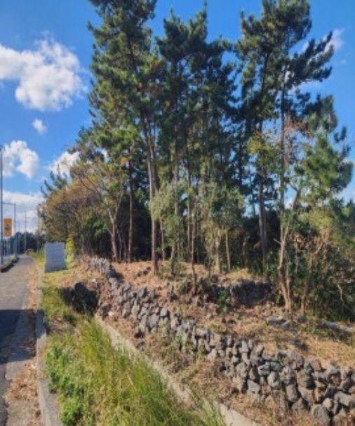 조천읍 북촌리 일원 산불예방 숲가꾸기