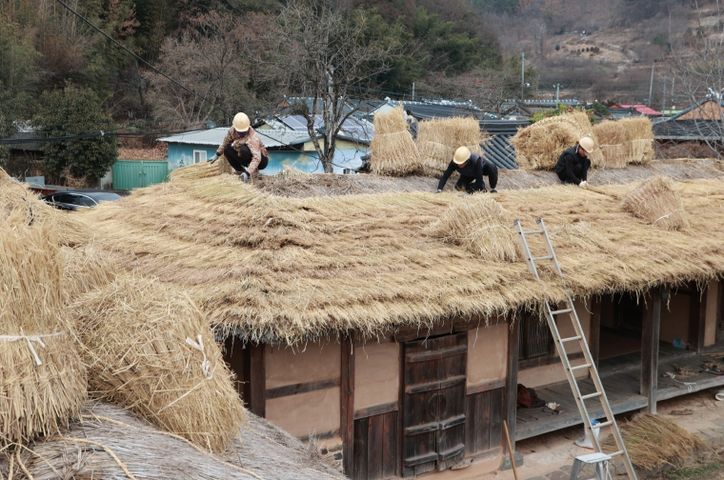 의령 잊혀 가는 초가지붕 이엉 잇기 작업 한창