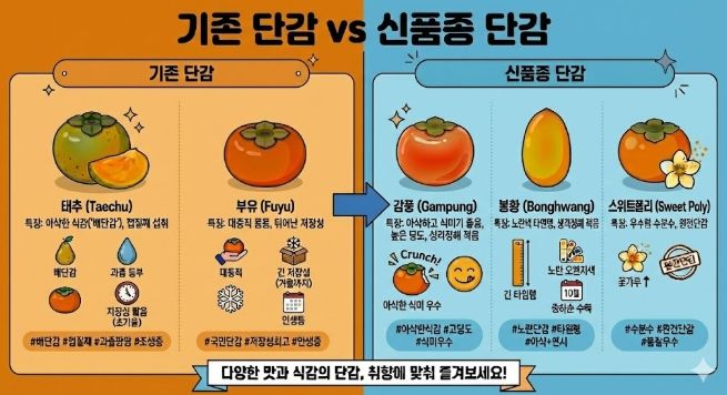 국산 단감 신품종 비교 안내 이미지 : 기존 일본 품종 단감과 국산 신품종 ‘감풍’, ‘봉황’, ‘스위트폴리’의 특성과 장점을 비교해 소개하고 있다.