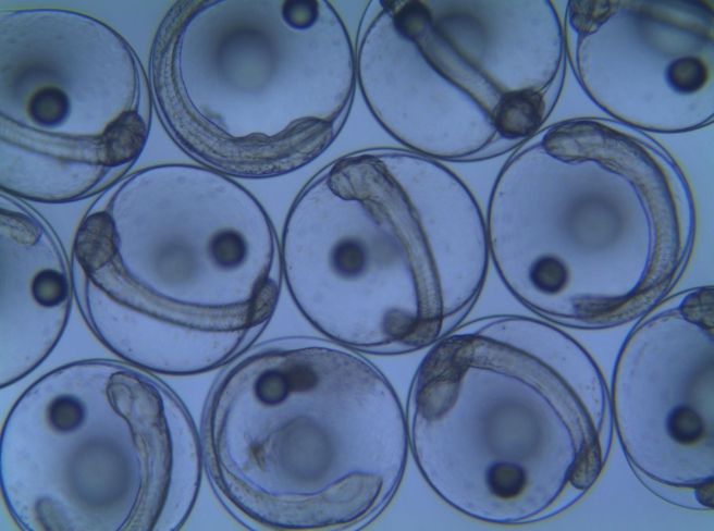 보급 직전 수정란 상태