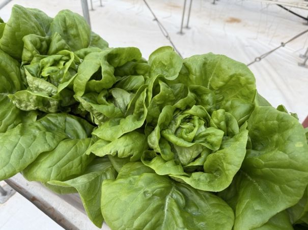 시설원예 스마트하우스 유럽상추 품종(피델)