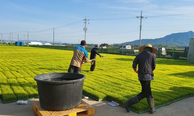 벼 재배 농가들이 벼 생육 초기 병해충 예방과 비래해충 확산 억제를 위해 육묘장 모판에 육묘 상자 처리제를 뿌리고 있다.