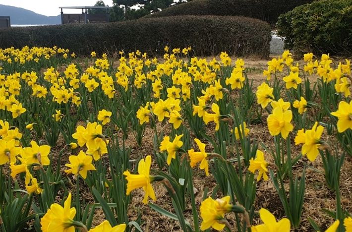 2026 이기대공원 수선화