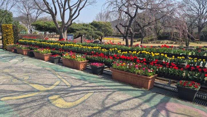 광양시농업기술센터, 시험포장 봄꽃 집중전시 운영