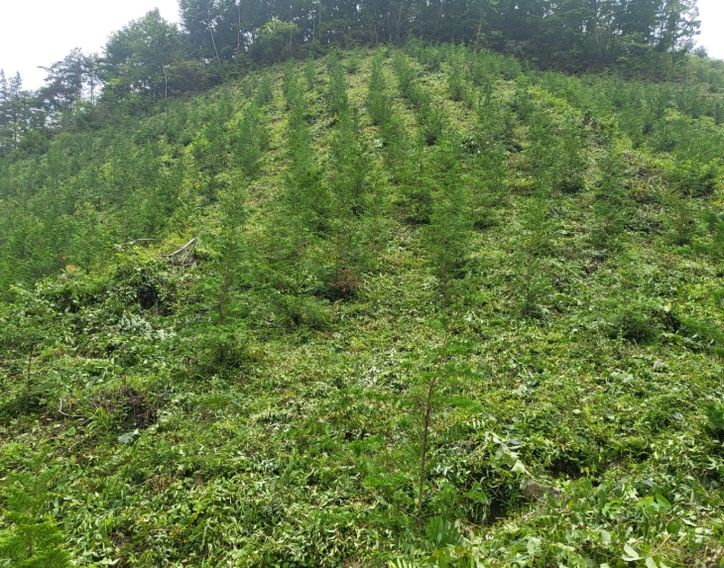 화순군 봄철 조림사업 추진 모습