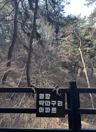 평창 치유의숲, 특별한 볼거리 ‘딱따구리 아파트’