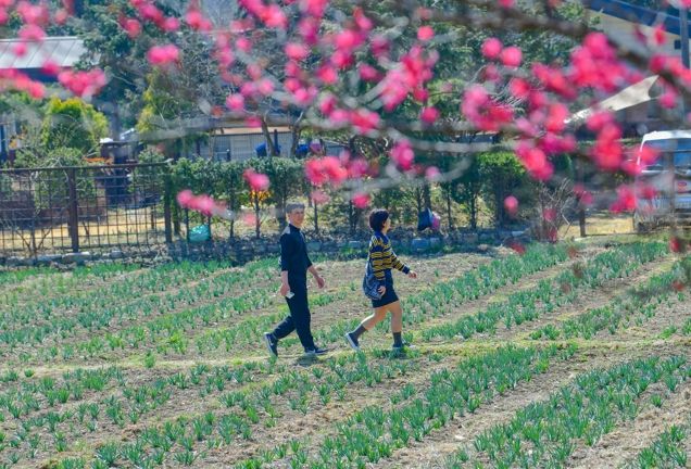 구항 내현마을 수선화축제 성황리 개최